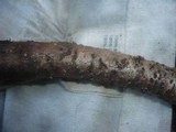 Sillia ferruginea image