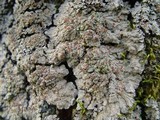 Degelia plumbea image
