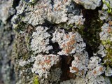 Degelia plumbea image