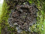 Degelia plumbea image