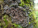 Degelia plumbea image