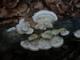 Trametes hirsuta image