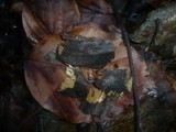 Tulasnella eichleriana image