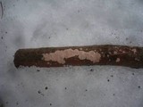 Corticium roseum image