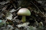 Agaricus porphyrizon image