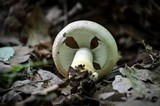Agaricus porphyrizon image