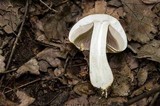 Agaricus porphyrizon image