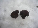 Daldinia petriniae image
