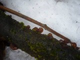 Exidia recisa image