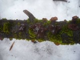 Exidia recisa image