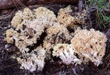 Ramaria rasilispora image