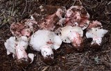 Hygrophorus purpurascens image