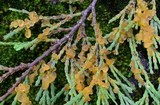 Gymnosporangium libocedri image