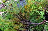 Gymnosporangium libocedri image