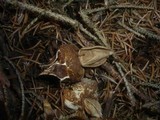 Geastrum fimbriatum image