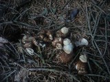 Geastrum fimbriatum image