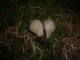 Lycoperdon molle image
