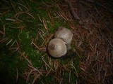 Lycoperdon molle image