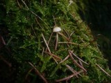 Rickenella fibula image