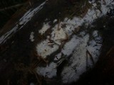 Sistotrema brinkmannii image
