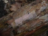 Tulasnella violea image