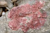 Verrucaria marmorea image