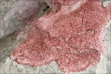 Verrucaria marmorea image