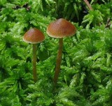 Galerina paludosa image