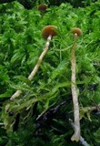 Galerina paludosa image