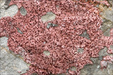 Verrucaria marmorea image