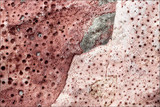 Verrucaria marmorea image