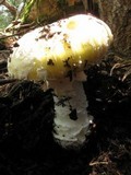 Amanita aprica image