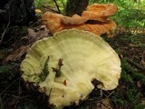 Laetiporus huroniensis image