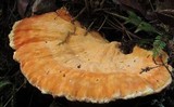 Laetiporus huroniensis image