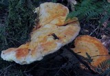 Laetiporus huroniensis image