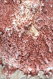 Verrucaria marmorea image