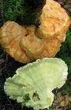 Laetiporus huroniensis image