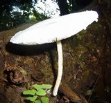 Leucocoprinus cretaceus image