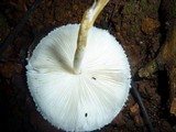 Leucocoprinus cretaceus image