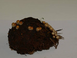 Crucibulum crucibuliforme image