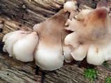 Auriscalpium villipes image