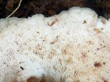 Auriscalpium villipes image