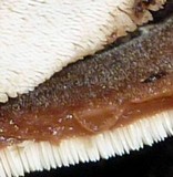 Auriscalpium villipes image