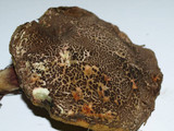Boletus chrysenteron image