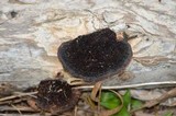 Hexagonia hydnoides image
