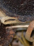 Hexagonia hydnoides image