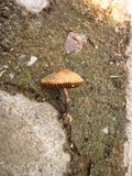 Panaeolus cinctulus image