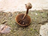 Panaeolus cinctulus image
