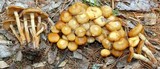 Pholiota veris image