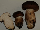 Tricholoma imbricatum image